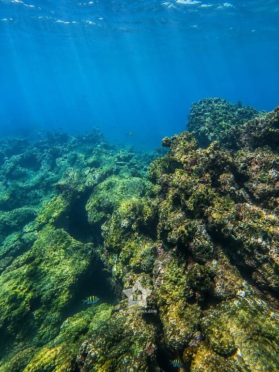 Arrecife de coral con peces durante el snorkel en las Islas del Rosario