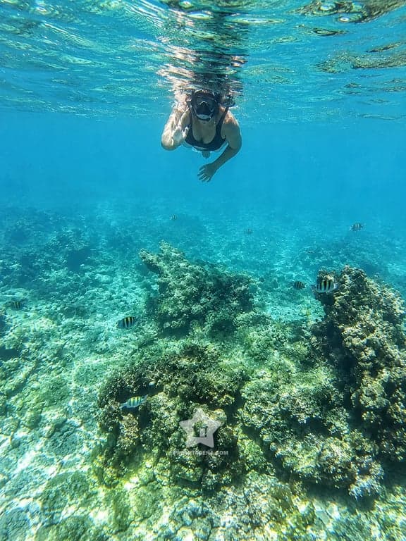 Snorkel sobre el arrecife de coral con peces en las Islas del Rosario, actividad del tour 4 islas