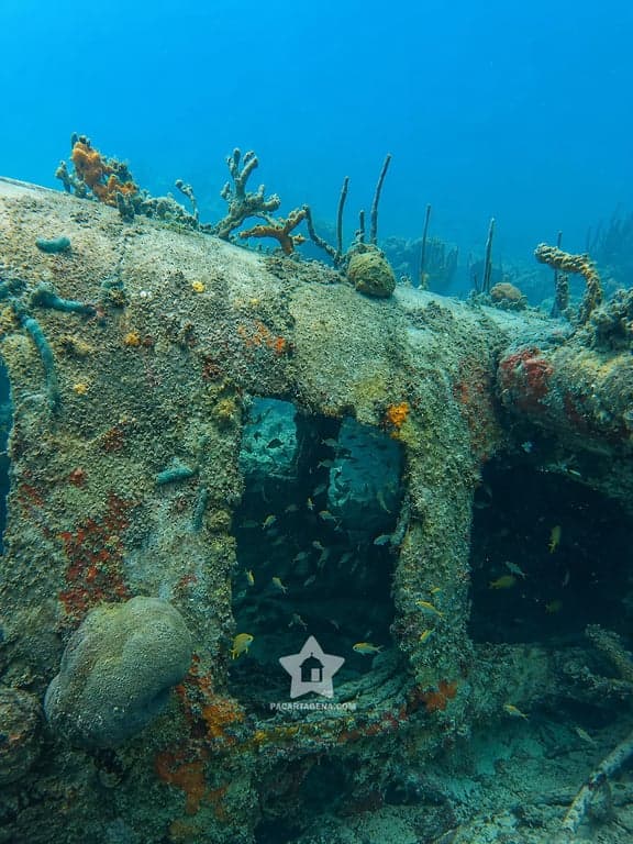 Vida marina y coral sobre un naufragio en las Islas del Rosario