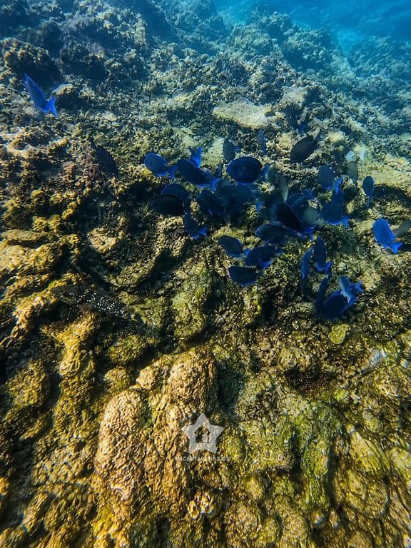 Cardumen de peces azules sobre el arrecife de coral en las Islas del Rosario