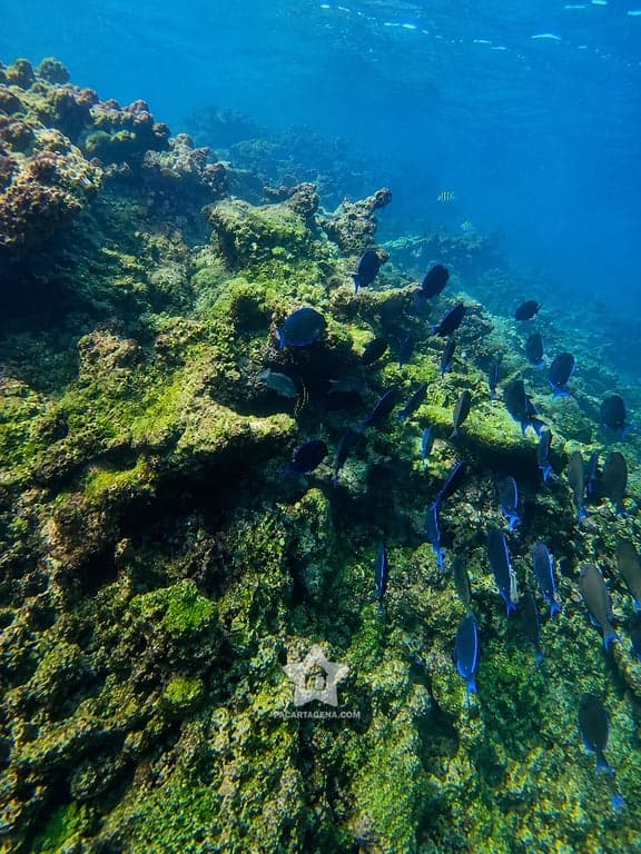 Peces sobre el arrecife de coral en aguas claras de las Islas del Rosario